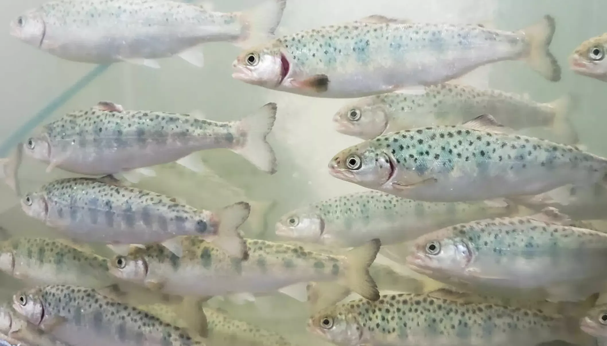 Request to patent in Chile, technology that looks promising to improve aquaculture production by 145%