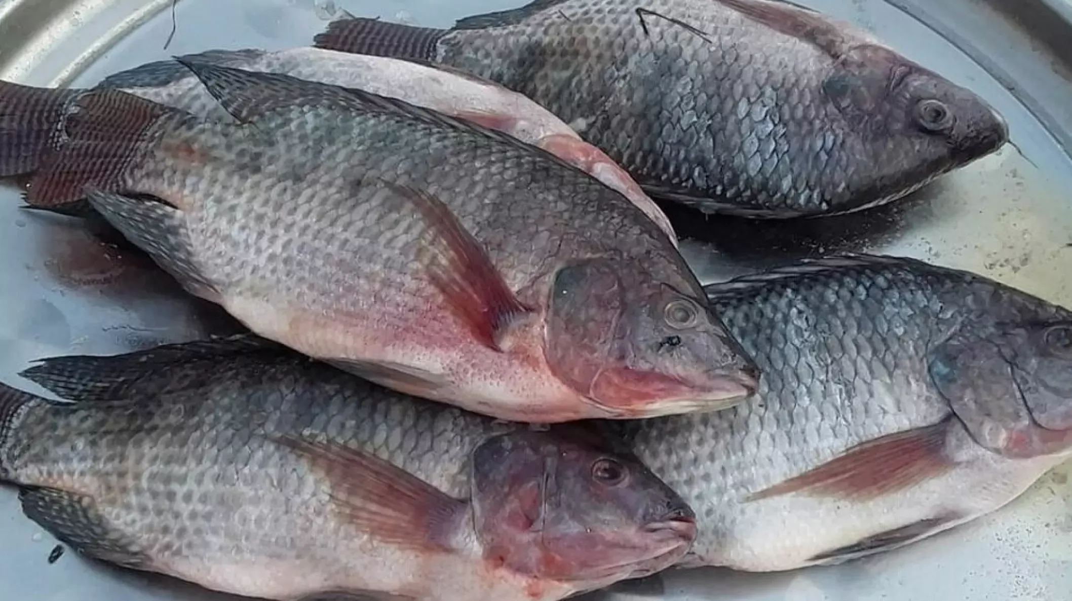 Anti-parasitic coated feed due to go on the market within weeks