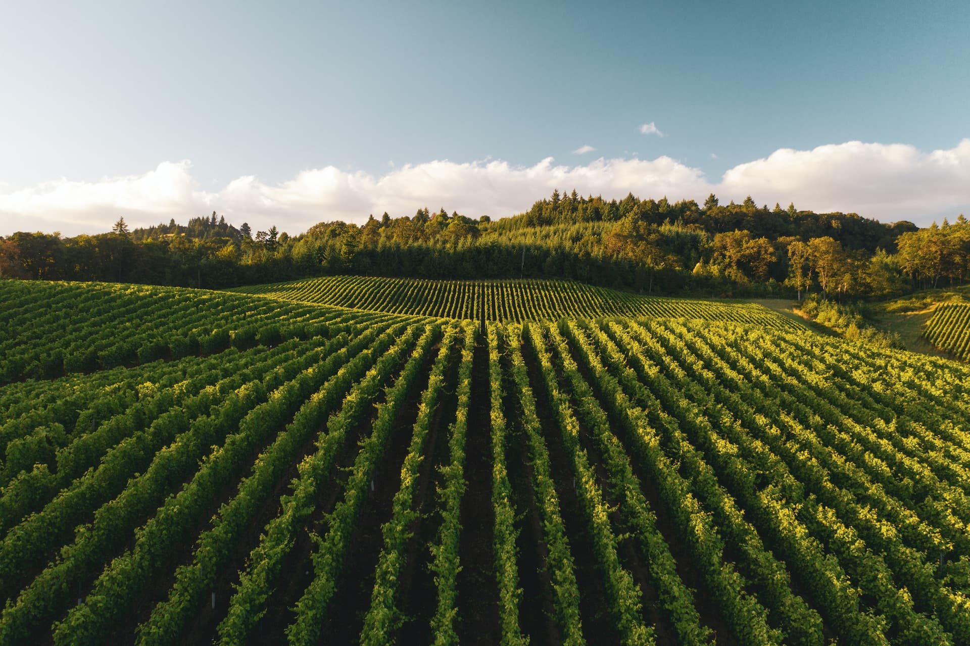 MVMD & Agrarius: The Partnership That’s Revolutionizing Agriculture