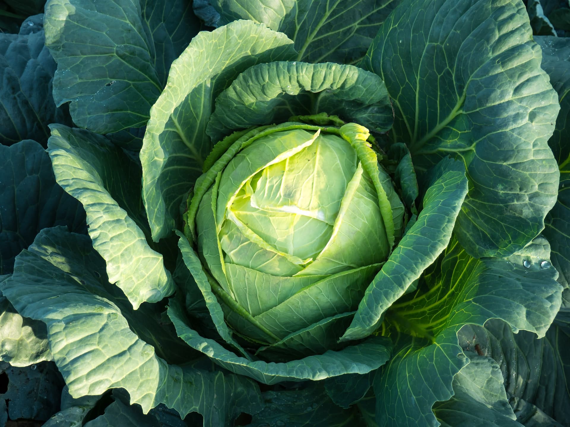 MVMD kicks off commercial sales of Agrarius