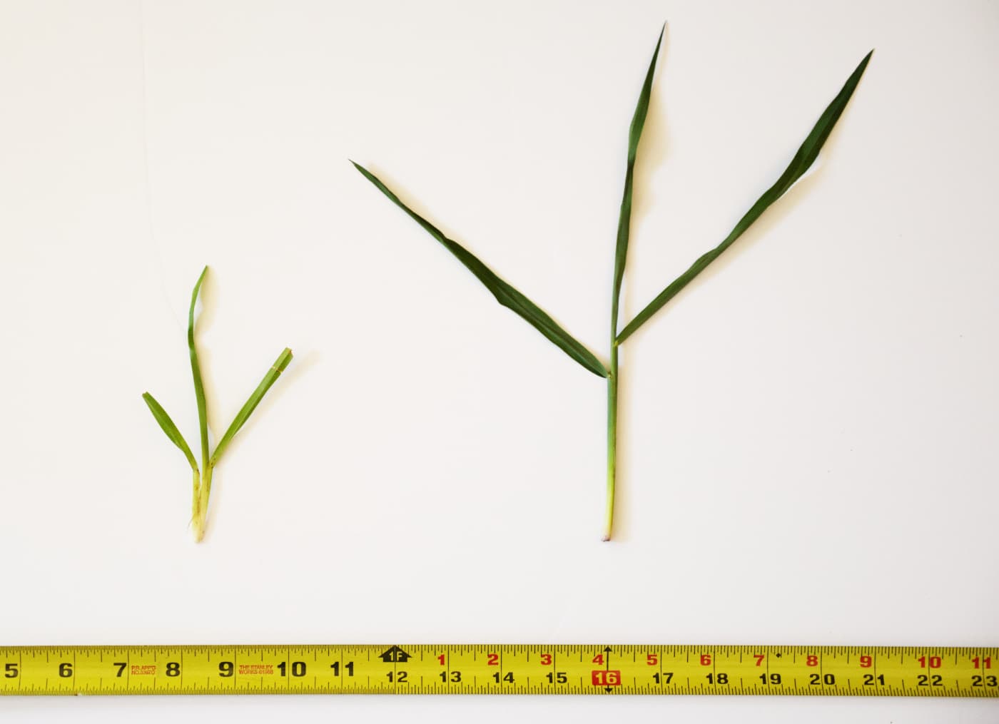 California Ranch Trials Agrarius™ for Cattle image