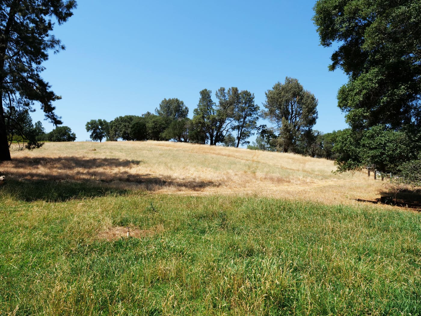 California Ranch Trials Agrarius™ for Cattle image