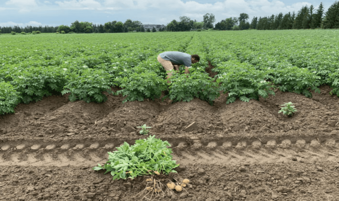 Increased Potato Yields with Agrarius™ Technology image