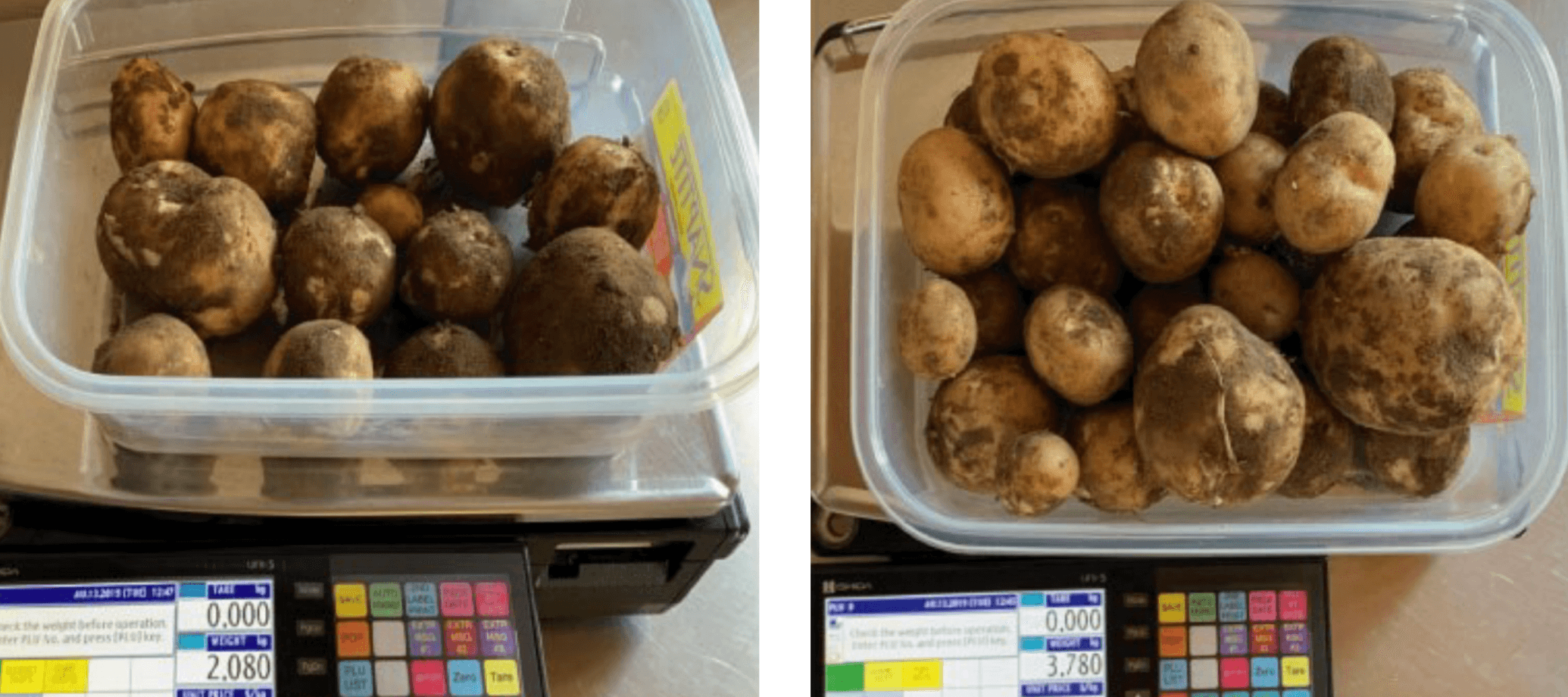 Increased Potato Yields with Agrarius™ Technology image