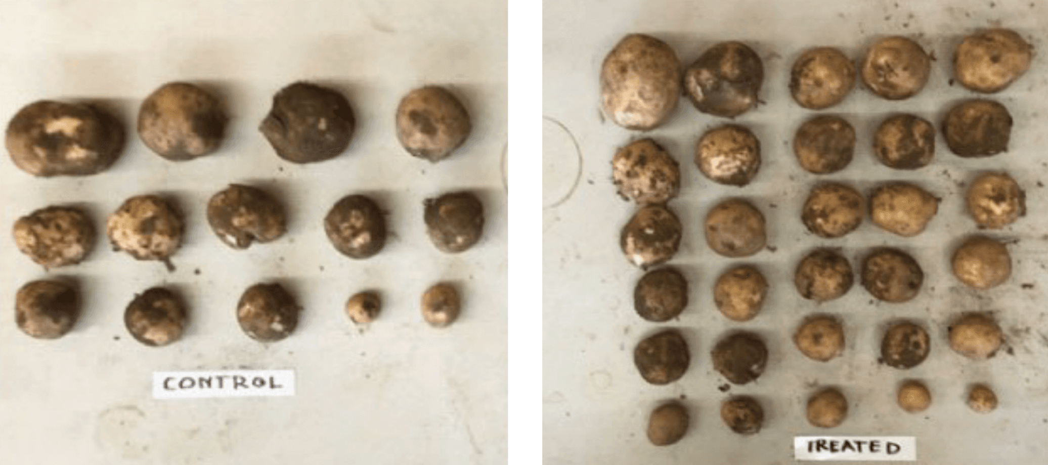 Increased Potato Yields with Agrarius™ Technology image