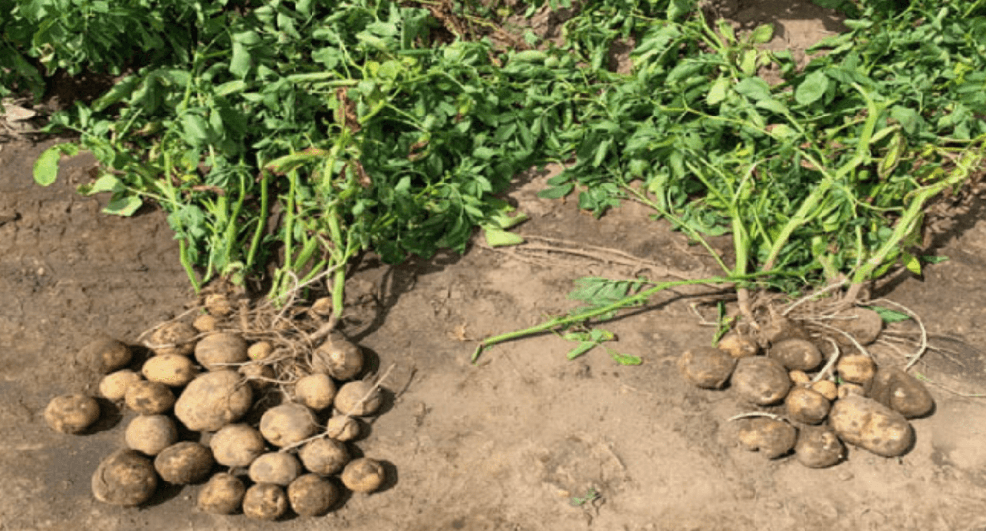 Increased Potato Yields with Agrarius™ Technology image