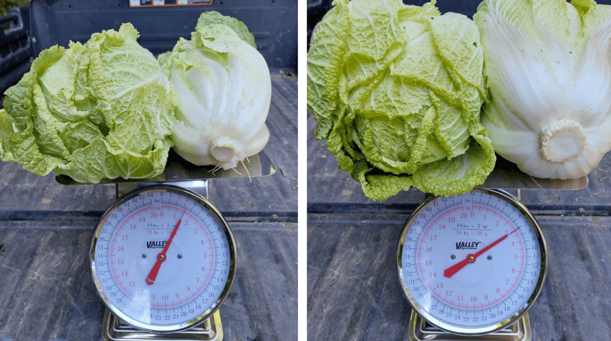 Field Trial of Agrarius™ for Cabbage in Ontario, Canada image