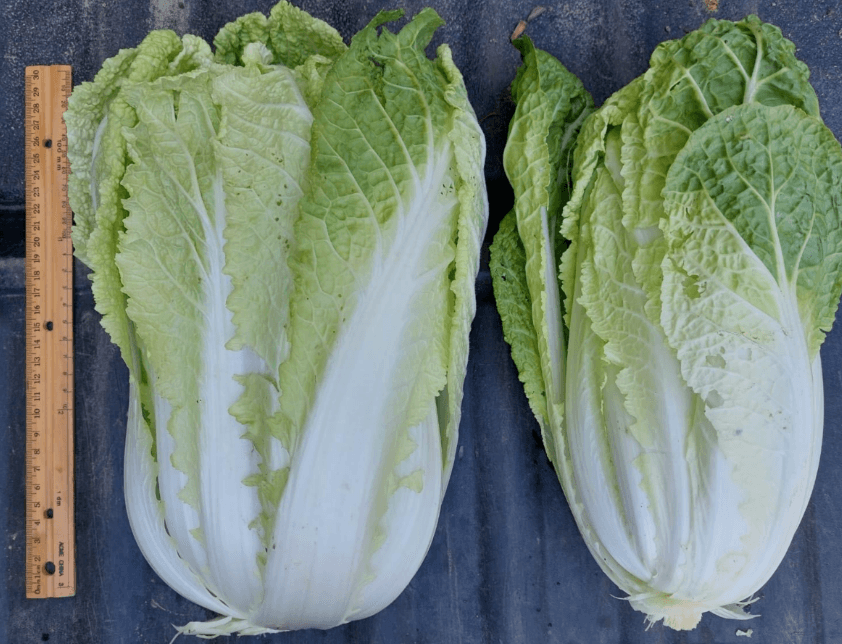 Field Trial of Agrarius™ for Cabbage in Ontario, Canada image
