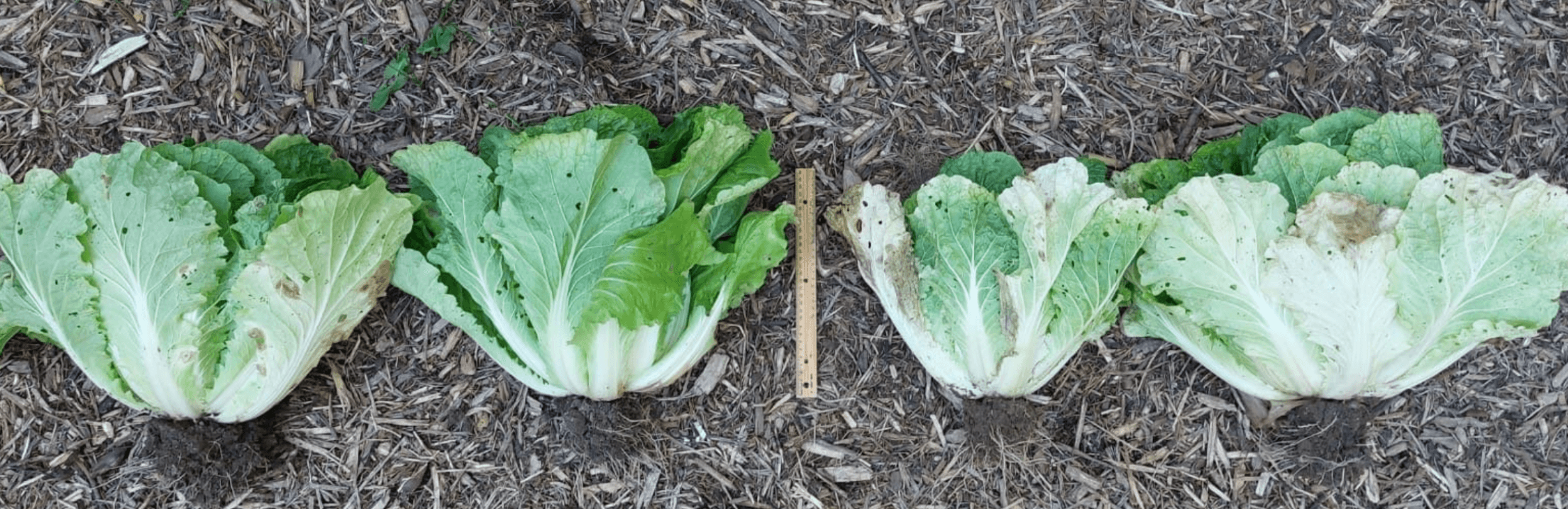 Field Trial of Agrarius™ for Cabbage in Ontario, Canada image