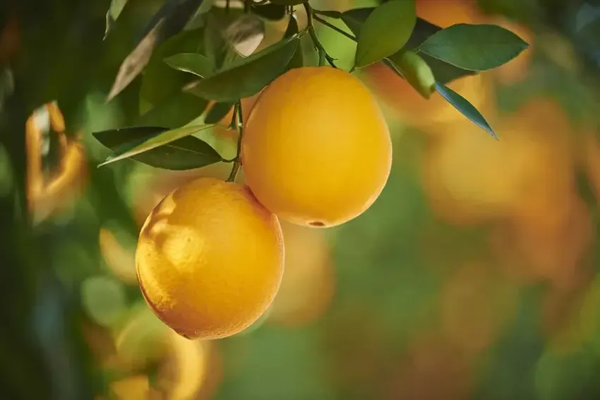 Trials Show Organic Tool Could Mitigate the Impact of HLB